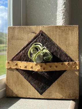 Air Plant Desk Plaque w/ Brindle Cowhide