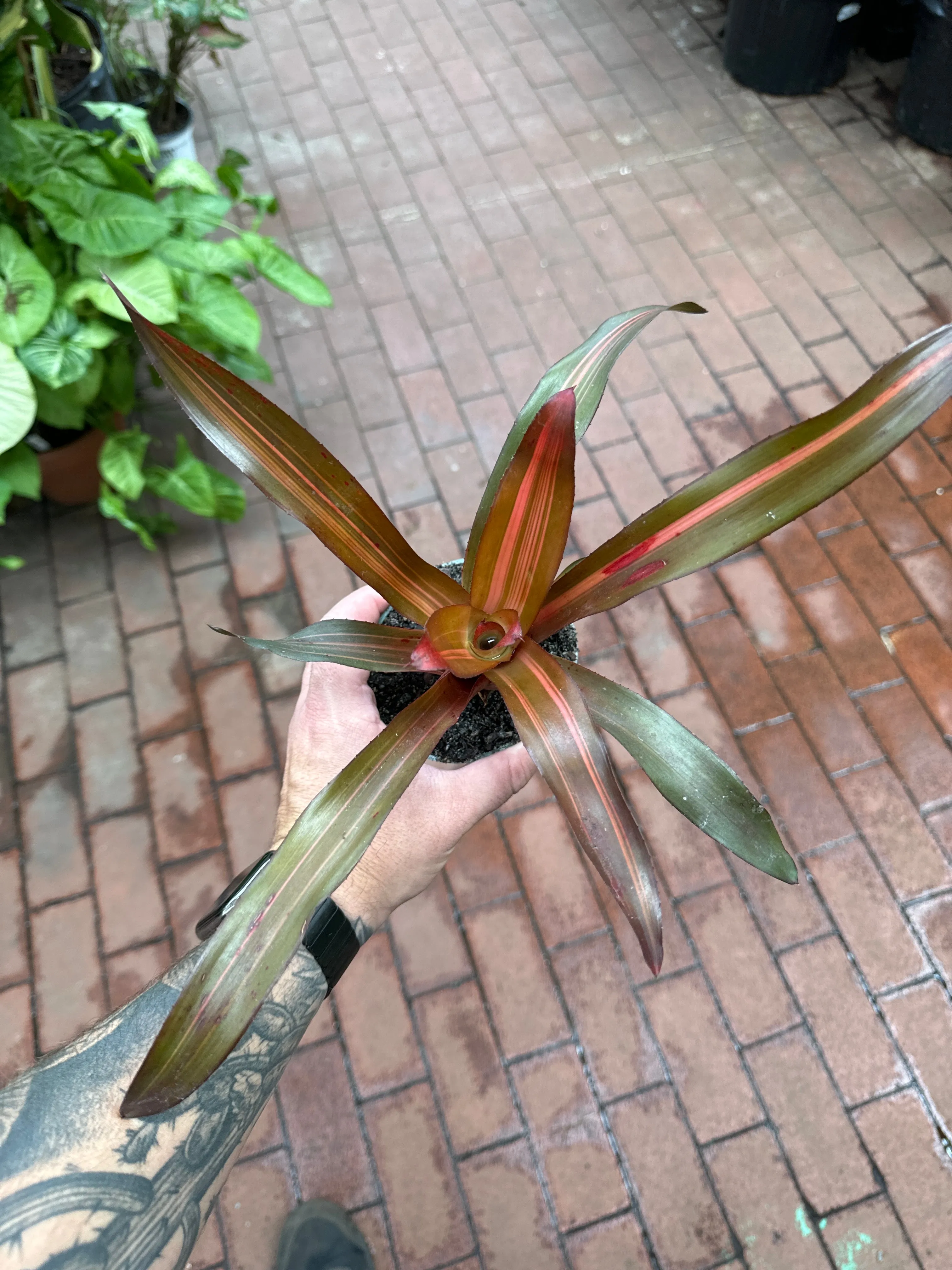 Neoregelia ‘Fancy’