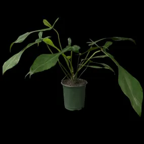 Philodendron Joepii